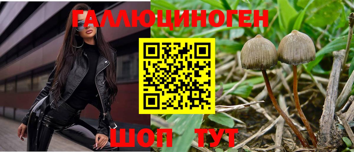 Видное  Галлюциногенные грибы Psilocybine cubensis  Вход с VPN 